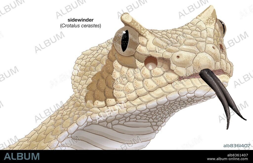 Head of a sidewinder (Crotalus cerastes).
