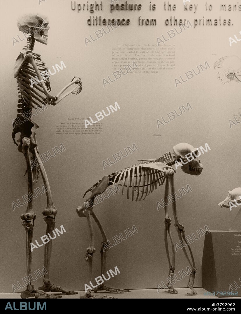 Comparison of gorilla and human skeletons. Display at the National Museum of Natural History.