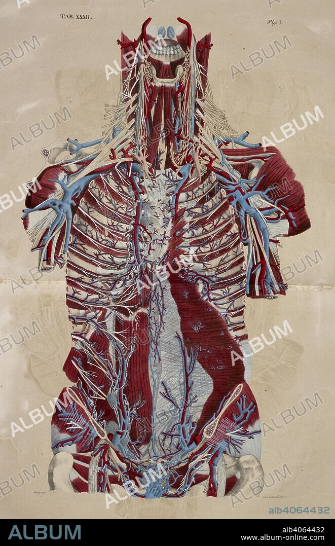 Anatomical drawing. Muscular system. Tendons.  Nerves. Lower jaw. Torso. Ribs. Shoulders. Planches anatomiques du corps humain executeÌes dâ€™apreÌ€s les dimensions naturelles. Paris France 1826. Anatomical print of the human body with natural dimensions. Muscular system. Tendons. Nerves. Lower jaw. Torso. Ribs. Shoulders.    ANTOMMARCHI, C. Francesco.  Planches anatomiques du corps humain executeÌes dâ€™apreÌ€s les dimensions naturelles, accompagneÌes dâ€™un texte explicatif ... PublieÌes par le cte de Lasteyrie. (Explication des planches anatomiques, etc.). Source: 1899.h.24 Tab.32 fig. 1. Language: French.