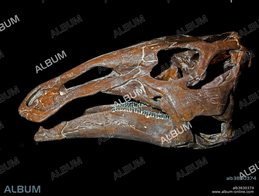 Edmontosaurus Skull (Edmontosaurus annectens) Sam Nobel Museum. Norman, Oklahoma.