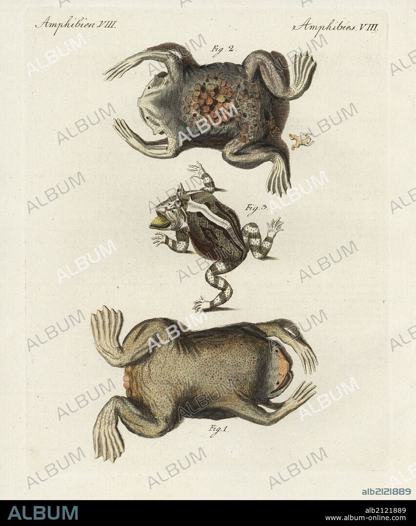 Surinam toad, Pipa pipa, male 1 and female with eggs on its back 2, and Surinam horned frog, Ceratophrys cornuta 3. Handcoloured copperplate engraving from Bertuch's "Bilderbuch fur Kinder" (Picture Book for Children), Weimar, 1798. Friedrich Johann Bertuch (1747-1822) was a German publisher and man of arts most famous for his 12-volume encyclopedia for children illustrated with 1,200 engraved plates on natural history, science, costume, mythology, etc., published from 1790-1830.