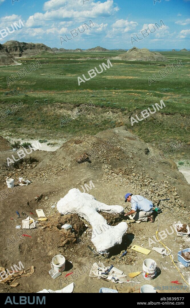 A Tyrannosaurus rex pelvis jacketed on one side. Dinamation International Society expedition, South Dakota.