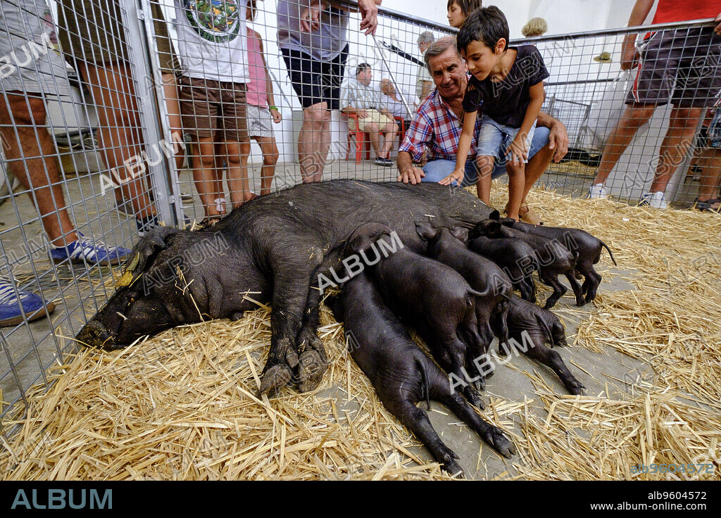 camada de cerdo negro mallorquin, Porc Negre, venta de animales vivos en el mercado comarcal, Sineu, Mallorca, balearic islands, spain, europe.
