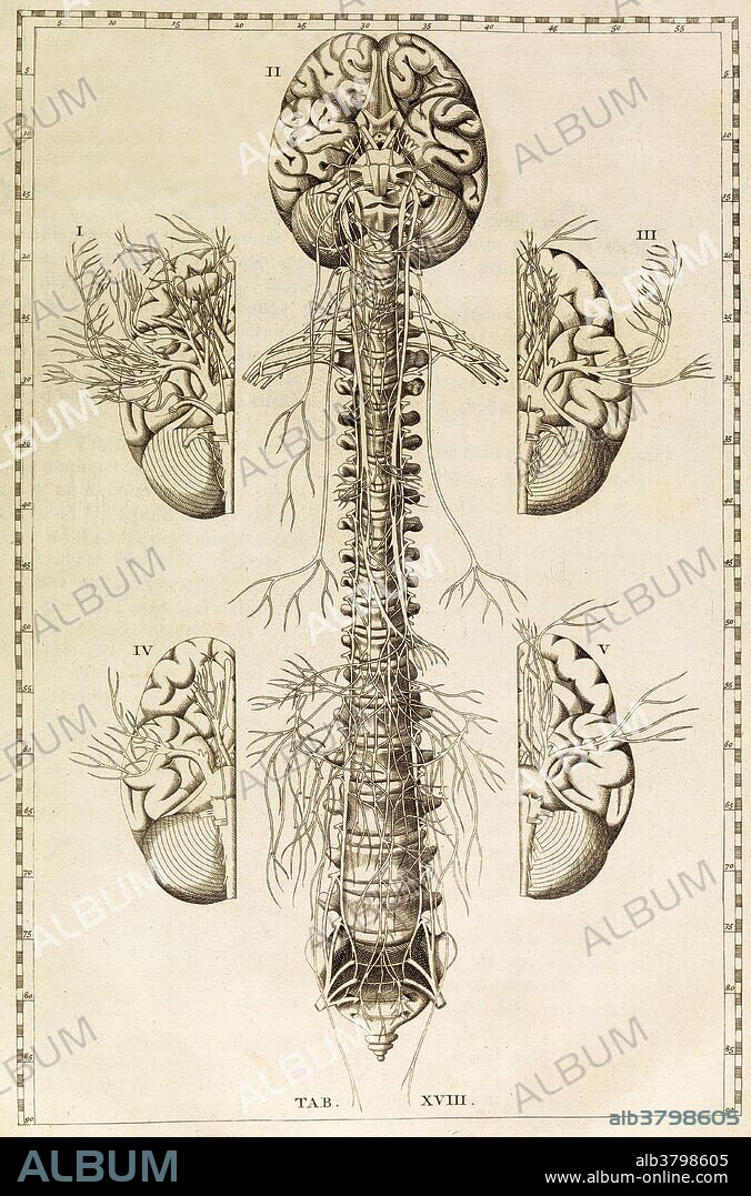 Brain, Nervous System, Illustration, 1744