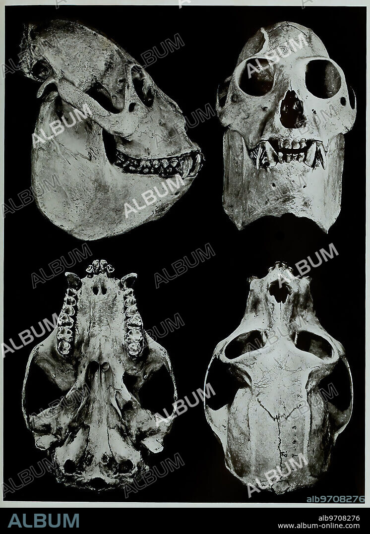 Skull bones, research, evolution, research piece, red-handed howler monkey, Alouatta belzebul, primate species from the genus of howler monkeys within the spider-tailed monkeys, historical, digitally restored reproduction of an original artwork from the 19th century, exact original date not known.