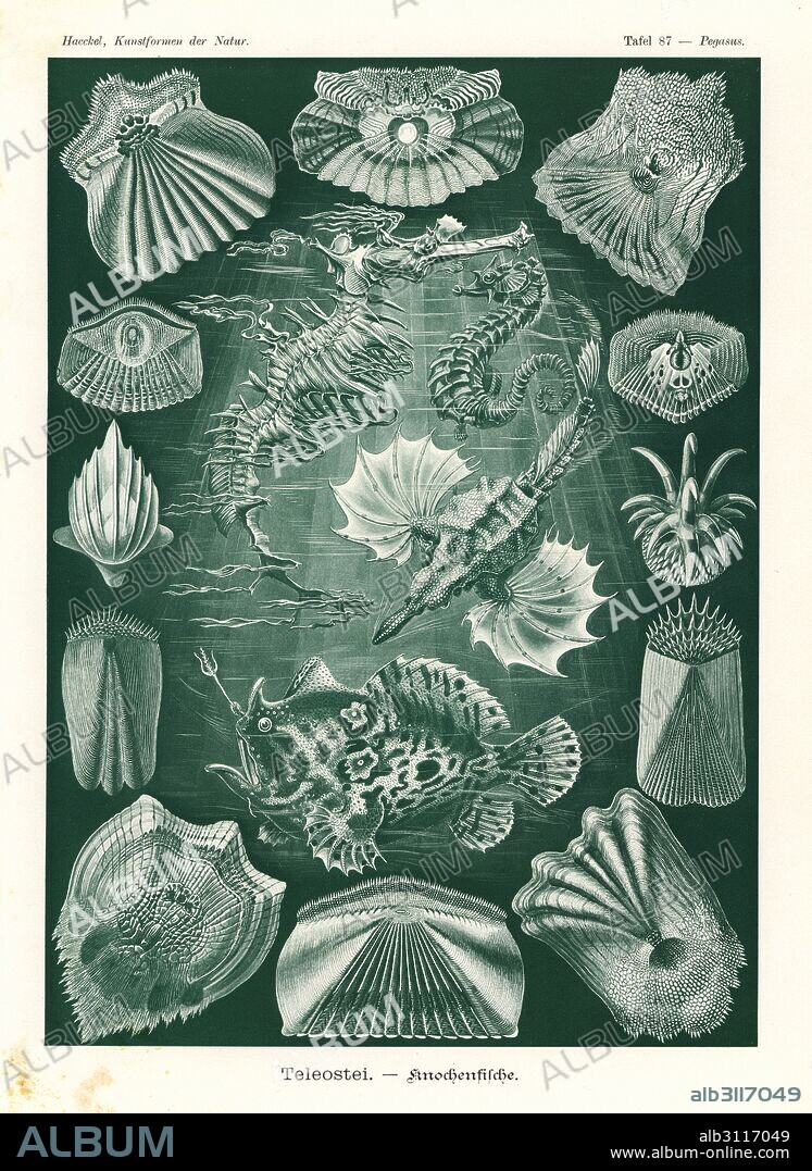Teleostei or ray-finned fish: sea moth, Pegasus laternarius 1, short-snouted seahorse, Hippocampus hippocampus 2, leafy sea dragon, Phycodurus eques 3, Striated frogfish, Antennarius striatus 4, and various fish scales 5-16. Chromolithograph by Adolf Glitsch from an illustration by Ernst Haeckel from Art Forms in Nature, Kunstformen der Natur, Liepzig, Germany, 1904.