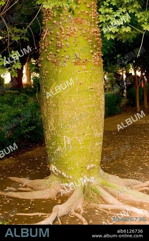 Aegypten, Assuan, Botanischer Garten auf der Kitchener-Insel.