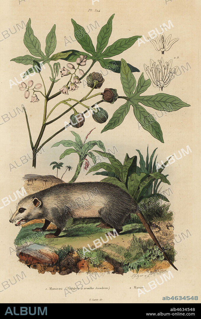 Virginia opossum, Didelphis virginiana 1, and cassava or yuca, Manihot esculenta 2. Manicou (Didelphe a oreilles bicolores), Manioc. Handcoloured steel engraving by Pfitzer after an illustration by Adolph Fries from Felix-Edouard Guerin-Meneville's Dictionnaire Pittoresque d'Histoire Naturelle (Picturesque Dictionary of Natural History), Paris, 1834-39.
