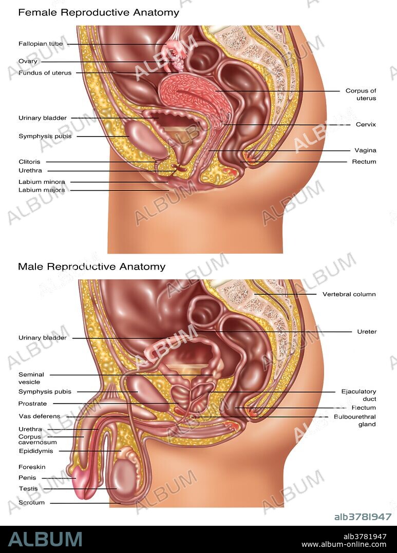 The female and male reproductive anatomy.