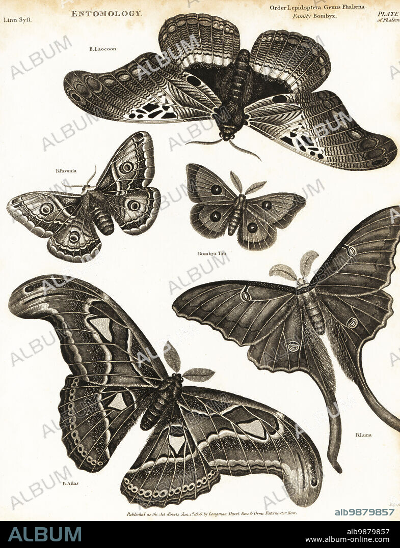 Small emperor moth, Citheronia laocoon, Saturnia pavonia, tau emperor, Aglia tau, Atlas moth, Attacus atlas, and Luna moth, Actias luna. Copperplate engraving by Milton from Abraham Rees' Cyclopedia or Universal Dictionary of Arts, Sciences and Literature, Longman, Hurst, Rees and Orme, London, 1806.
