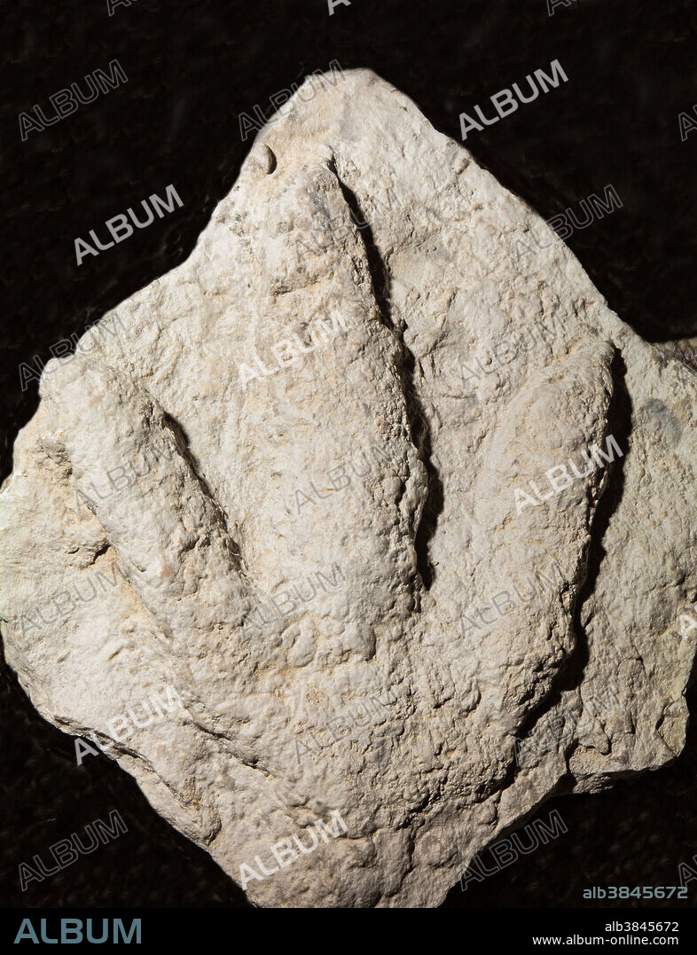 Acrocanthosaurus Dinosaur Track Fossil. Private Collection.