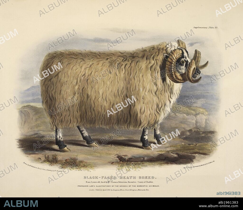 WILLIAM NICHOLSON et DAVID LOW. Black faced heath breed. The Breeds of the Domestic Animals ... London, 1842. Source: 578.m.32, back plate III.