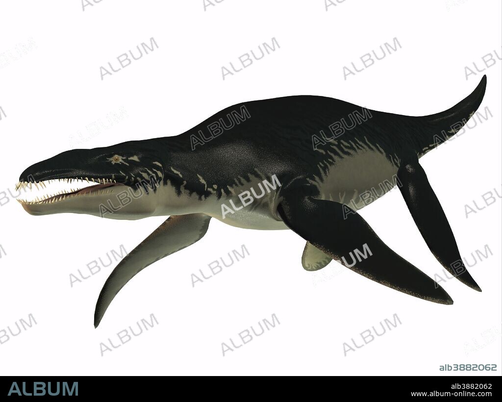 Side profile of an extinct Liopleurodon reptile, white background. Liopleurodon was a carnivorous marine reptile that lived in Jurassic seas of France and England.