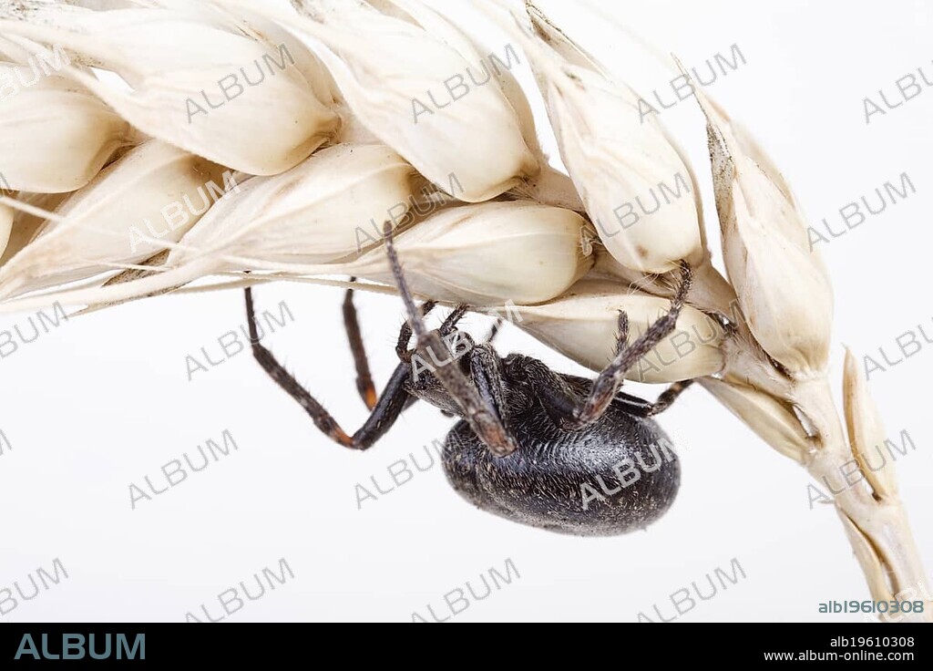 Walnut orb weaver spider (Nuctenea umbratica)