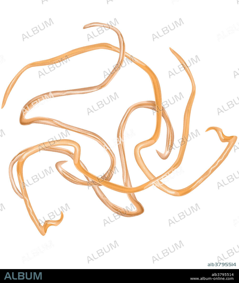 Adult Onchocerca Volvulus