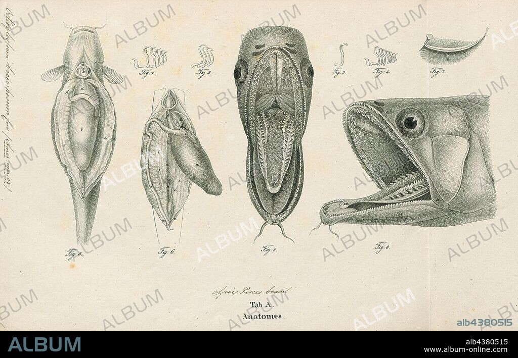 Osteoglossum bicirrhosum, Print, The silver arowana (Osteoglossum bicirrhosum), sometimes spelled arawana, is a South American freshwater bony fish of the family Osteoglossidae. Silver arowanas are sometimes kept in aquariums, but they are predatory and require a very large tank., anatomy.