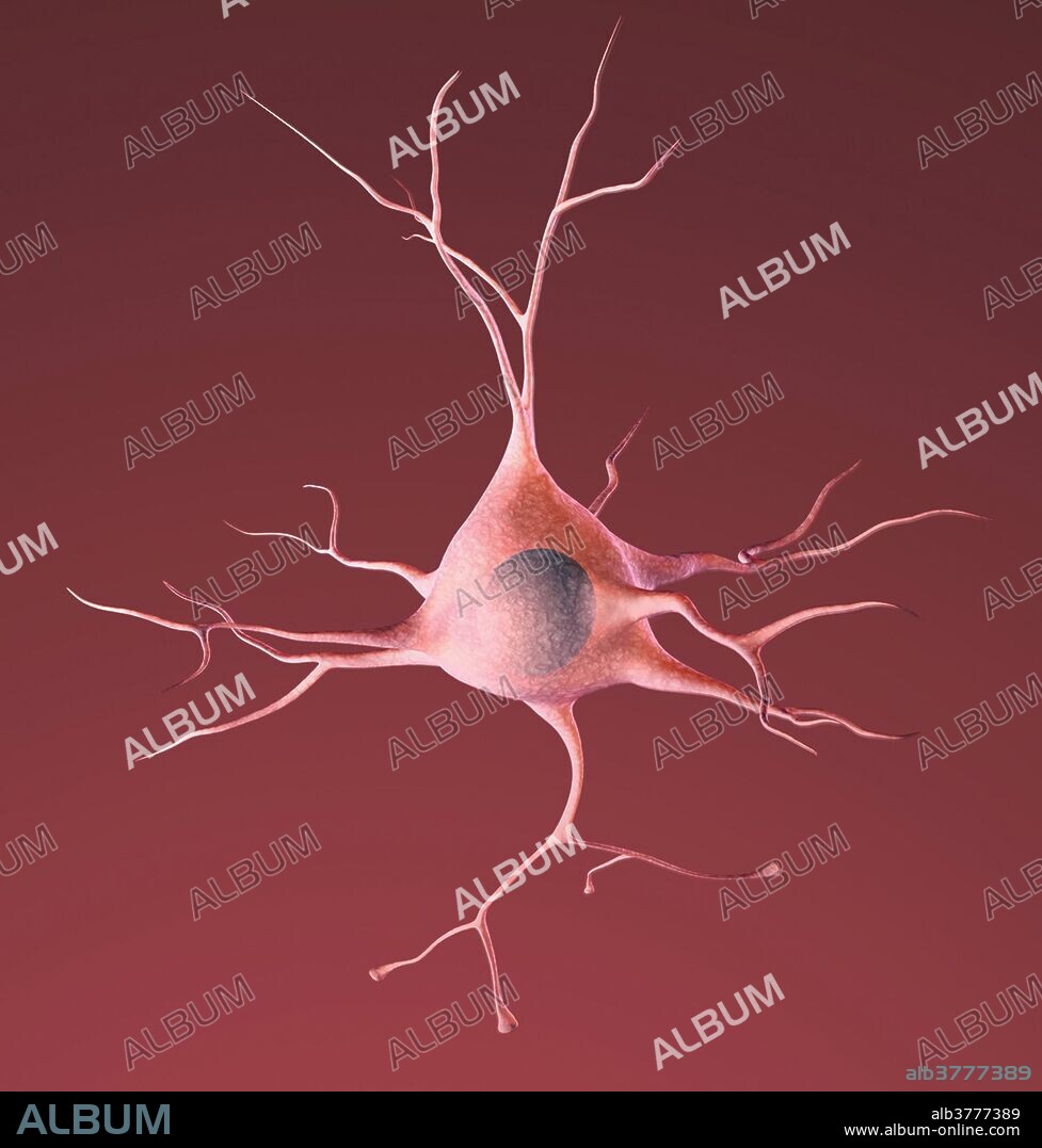 The healthy human brain contains tens of billions of neurons, specialized cells that process and transmit information via electrical and chemical signals. Most neurons have three basic components: a cell body, multiple dendrites, and an axon. The cell body contains the nucleus, which houses the genetic blueprint that directs and regulates the cell's activities. Dendrites are branch-like structures that radiate from the cell body and collect information from other neurons. The axon is a cable-like structure that extends from the other end of the cell body and transmits messages to other neurons.