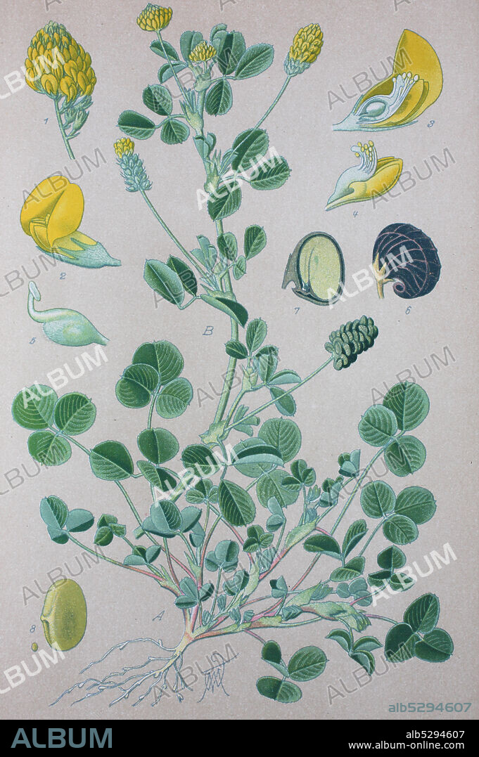 Digital improved high quality reproduction: Medicago lupulina, commonly known as black medick, nonesuch, or hop clover, is a plant of dry grassland belonging to the legume or clover family  /  Hopfenklee, auch Hopfen-Luzerne, Zetterklee oder Gelbklee genannt, ist eine Pflanzenart aus der Gattung Schneckenklee.