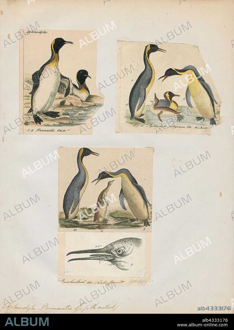 Aptenodytes pennantii, Print, The genus Aptenodytes contains two extant species of penguins collectively known as "the great penguins"., 1700-1880.
