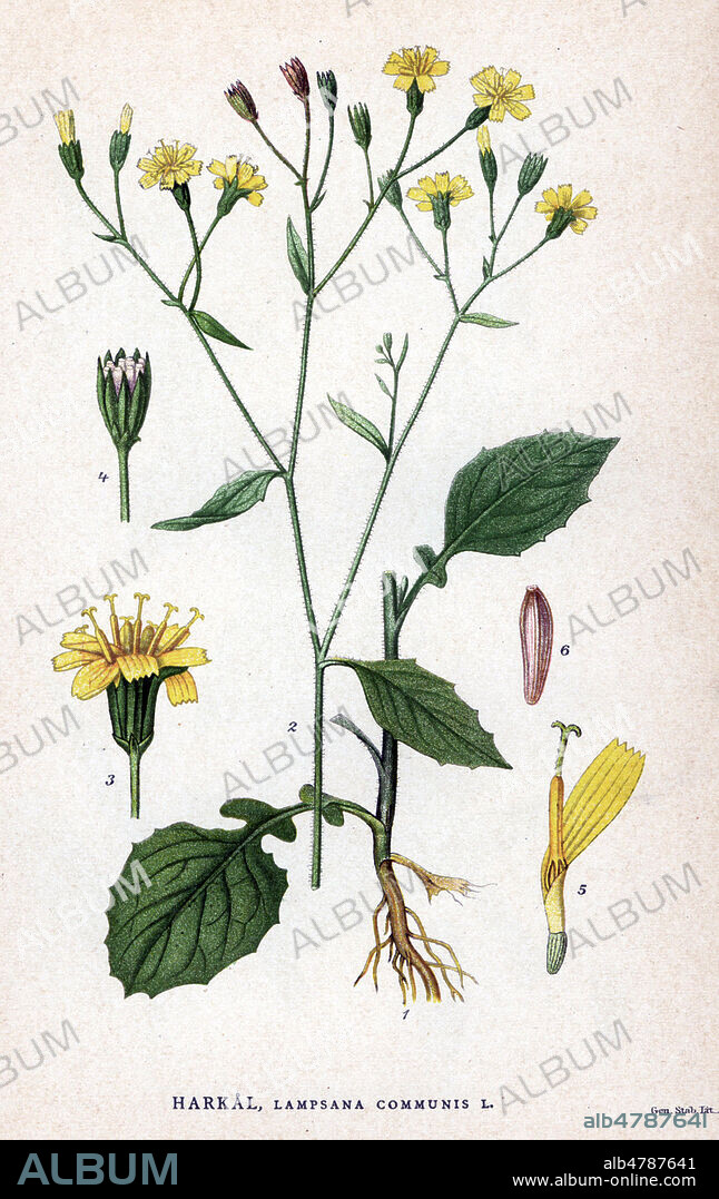 LAMPSANE Commune, Lapsana communis (plante commestible, feuilles en salade) . Chromolithographie in La FLORE des pays nordiques , 1905. les illustrations sont realisees a partir des oeuvres de Johan Wilhelm Palmstruch (1802-1843). Chromolithograph from Carl Lindman's "Bilder ur Nordens Flora" (Pictures of Northern Flora), Stockholm, Wahlstr¨m & Widstrand, 1905. Lindman (1856-1928) was Professor of Botany at the Swedish Museum of Natural History (Naturhistoriska Riksmuseet). The chromolithographs were based on Johan Wilhelm Palmstruch's "Svensk botanik" (1802-1843).