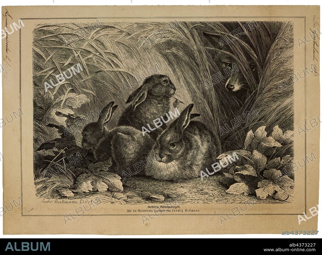 Lepus cuniculus, Print, Hare, Hares and jackrabbits are leporids belonging to the genus Lepus. Hares are classified in the same family as rabbits. They are similar in size and form to rabbits and have similar herbivorous diets, but generally have longer ears and live solitarily or in pairs. Also unlike rabbits, their young are able to fend for themselves shortly after birth rather than emerging blind and helpless. Most are fast runners. Hare species are native to Africa, Eurasia, North America, and the Japanese archipelago., 1867.