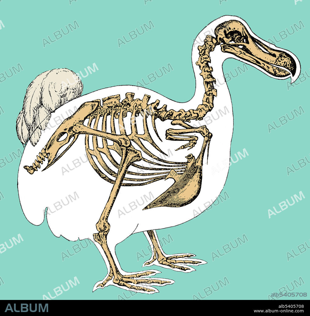 The Dodo is an extinct flightless bird. Its external appearance is evidenced only by paintings and written accounts from the 17th century. Because these vary considerably, and because only a few sketches are known to have been drawn from live specimens, its exact appearance in life remains a mystery, and little is known with about its habitat and behaviour. Roughly the size of a swan, it was heavily-built, flightless and clumsy. Two species were known with certainty: the common dodo Raphus cucullatus from Mauritius which became extinct between 1665 and 1670, and the Rodriguez solitaire from the neighbouring island of Rodriguez, which died out around 1761. The dodo's numbers quickly dwindled following the arrival of humans to these isolated habitats. All but defenceless these birds were ill-equipped to cope with the new hunters and the competition from other introduced animal species.