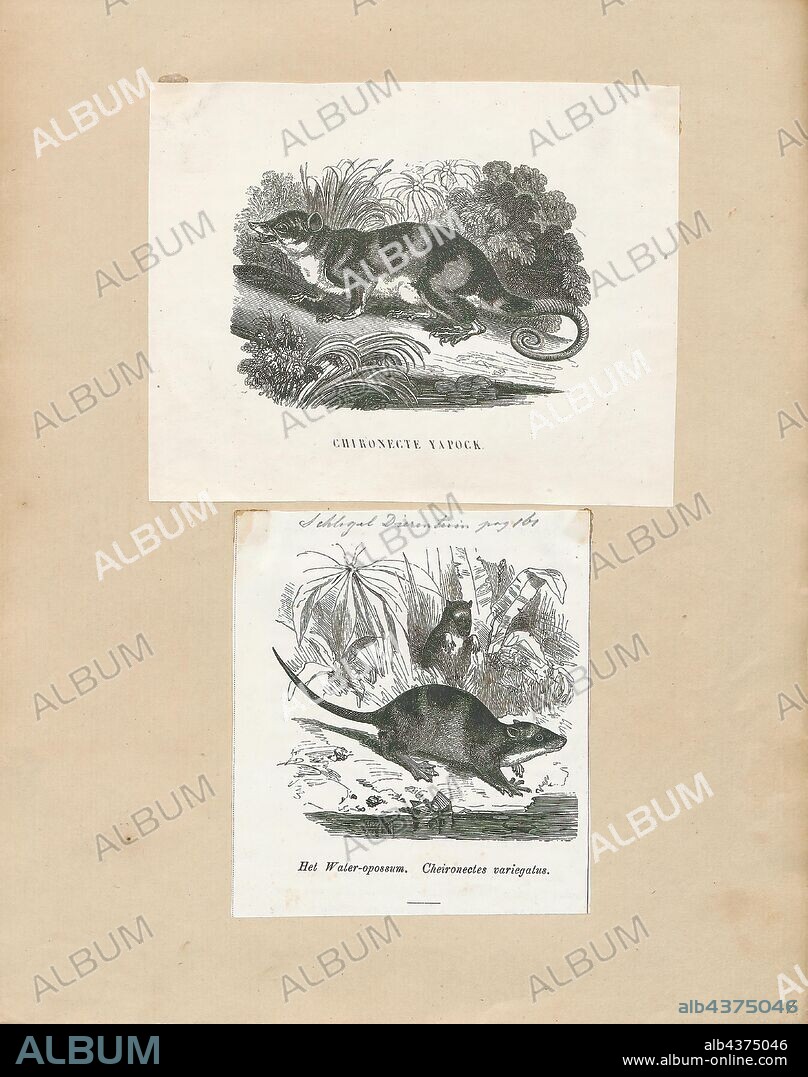 Chironectes variegatus, Print, Water opossum, The water opossum (Chironectes minimus), also locally known as the yapok, is a marsupial of the family Didelphidae.It is the only living member of its genus, Chironectes. This semiaquatic creature is found in and near freshwater streams and lakes from Mexico through Central and South America to Argentina and is the most aquatic living marsupial (the lutrine opossum also has aquatic habits). It is also the only living marsupial in which both sexes have a pouch. The thylacine, commonly referred to as the Tasmanian tiger, also exhibited this trait but is now believed to be extinct., 1700-1880.