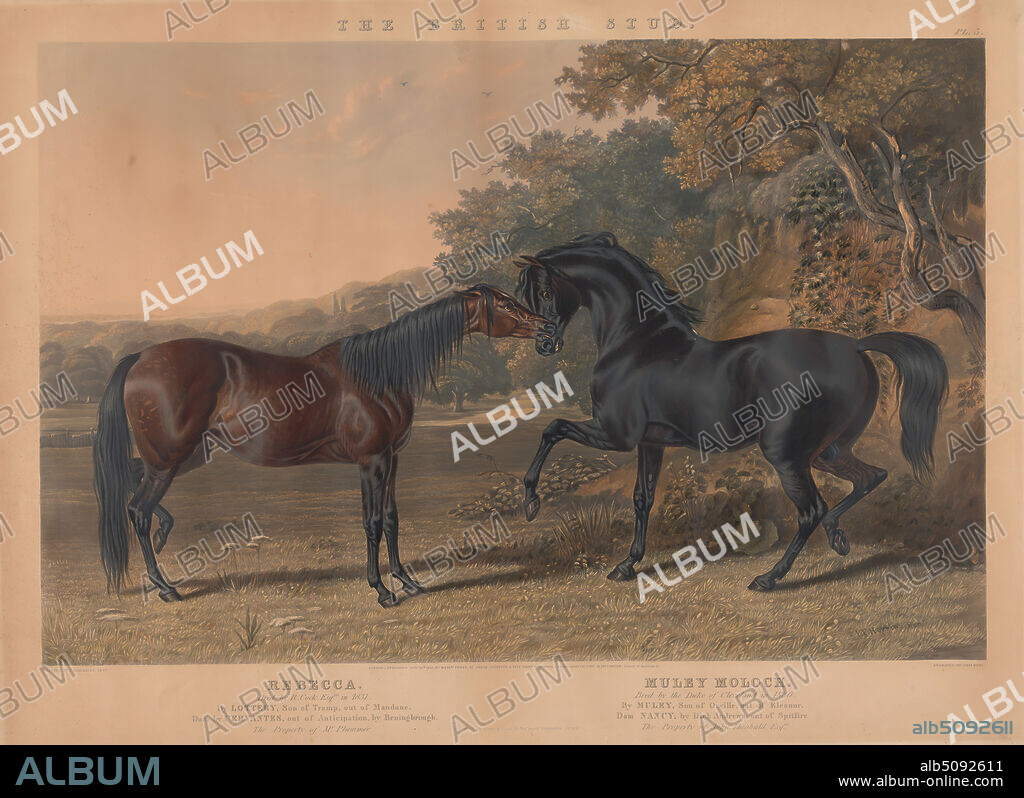 Racing The British Stud: Pl. 5. (lower left) 'Rebecca' / Bred by R. Cock, Esqr. in 1831 ... ; (lower right) 'Muley Moloch' / Bred by the Duke of Cleveland, in 1830 ..., Charles Hunt, 18031877, British, after John Frederick Herring, 17951865, British, 1845, Aquatint, hand-colored, Sheet: 21 5/8 x 29 1/2in. (54.9 x 74.9cm).
