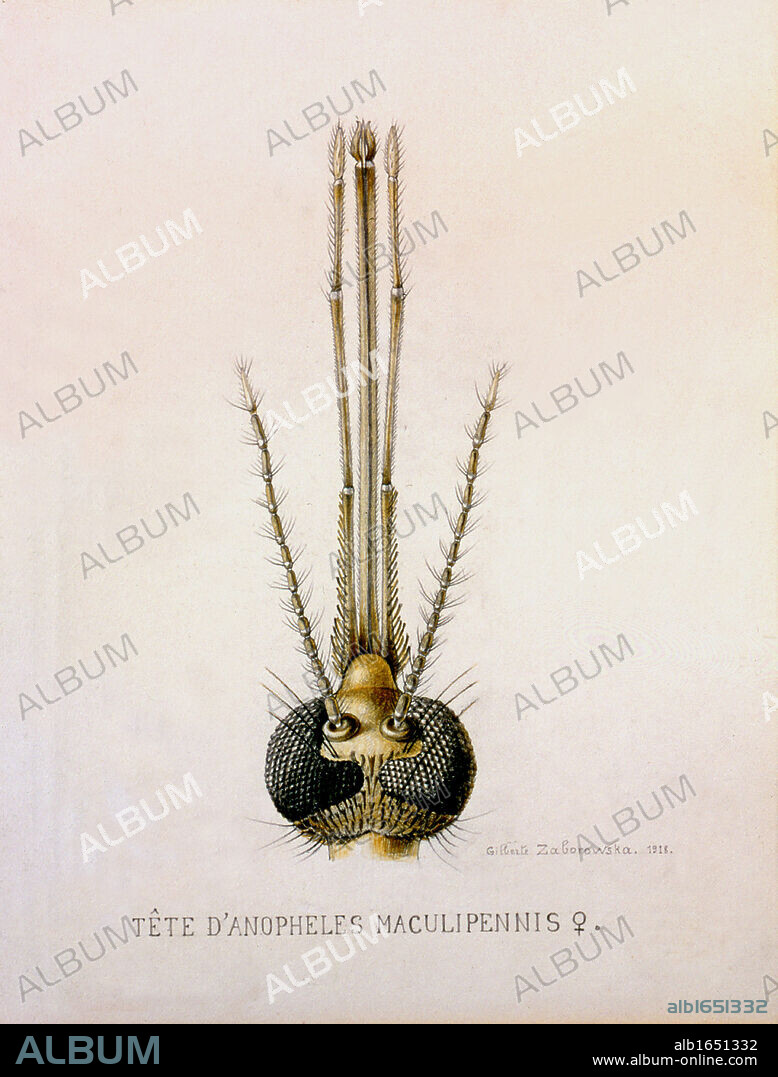 Head of the Anopheles Mosquito showing thefemale mouthparts. The bite of the female of this species can transmit the Malaria parasite. Engraving, 1912.