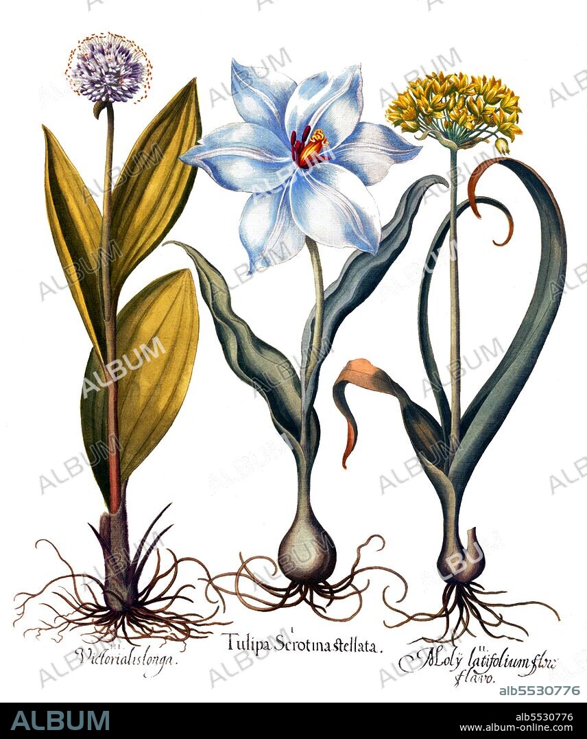 The tulip is a perennial, bulbous plant with showy flowers in the genus Tulipa, of which around 75 wild species are currently accepted and which belongs to the family Liliaceae. The genus's native range extends west to the Iberian Peninsula, through North Africa to Greece, the Balkans, Turkey, throughout the Levant (Syria, Israel, Lebanon, Jordan) and Iran, North to Ukraine, southern Siberia and Mongolia, and east to the Northwest of China. The tulip's centre of diversity is in the Pamir, Hindu Kush, and Tien Shan mountains. It is a typical element of steppe and winter-rain Mediterranean vegetation. A number of species and many hybrid cultivars are grown in gardens, as potted plants, or as cut flowers.