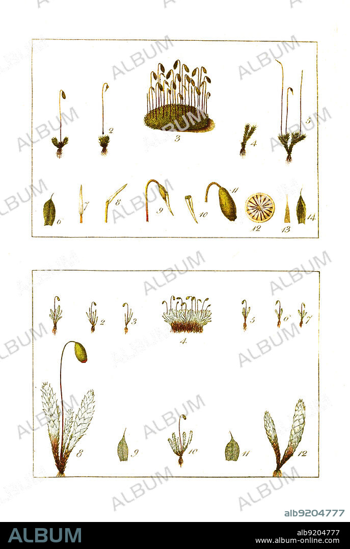 Rasen-Birnmoos, Bryum caespiticium / Bryum cespitium, Bryum caespiticium is a species of moss belonging to the family Bryaceae und Silbermoos, Bryum argenteum / Bryum argenteum, the silvergreen bryum moss or silvery thread moss, historical, digital improved reproduction of an original from the 19th century / digital restaurierte Reproduktion einer Originalvorlage aus dem 19. Jahrhundert, genaues Originaldatum nicht bekannt.