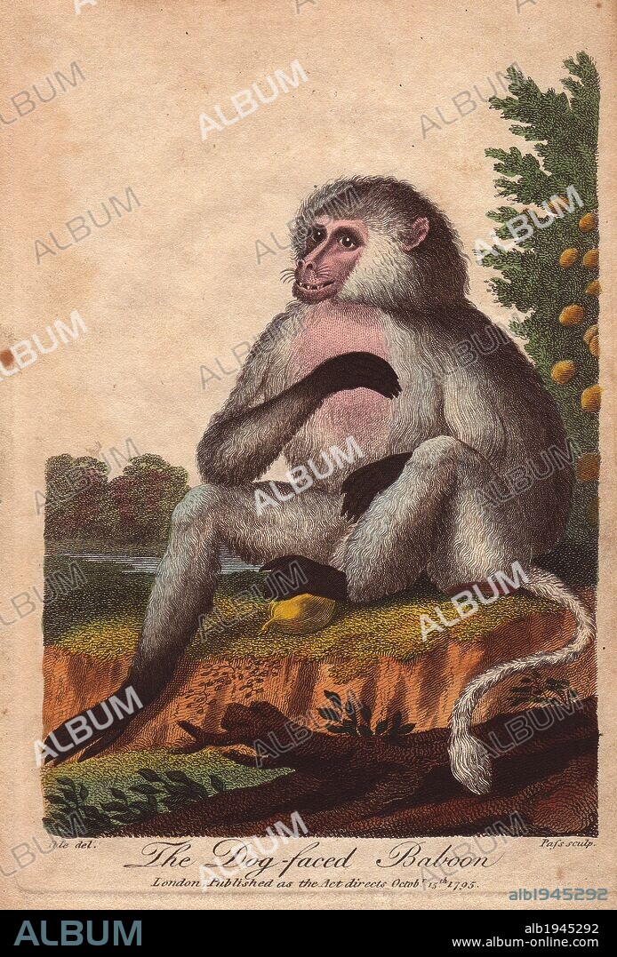 Dog-faced baboon. . Papio hamadryas, Papio doguera, Cynocephalus. . Hand-colored copperplate engraving from a drawing by Johann Ihle from Ebenezer Sibly's "Universal System of Natural History" 1794. . . The prolific Sibly published his Universal System of Natural History in 1794~1796 in five volumes covering the three natural worlds of fauna, flora and geology. The series included illustrations of mythical beasts such as the sukotyro and the mermaid, and depicted sloths sitting on the ground (instead of hanging from trees) and a domesticated female orang utan wearing a bandana. The engravings were by J. Pass, J. Chapman and Barlow copied from original drawings by famous natural history artists George Edwards, Albertus Seba, Maria Sybilla Merian, and Johann Ihle.