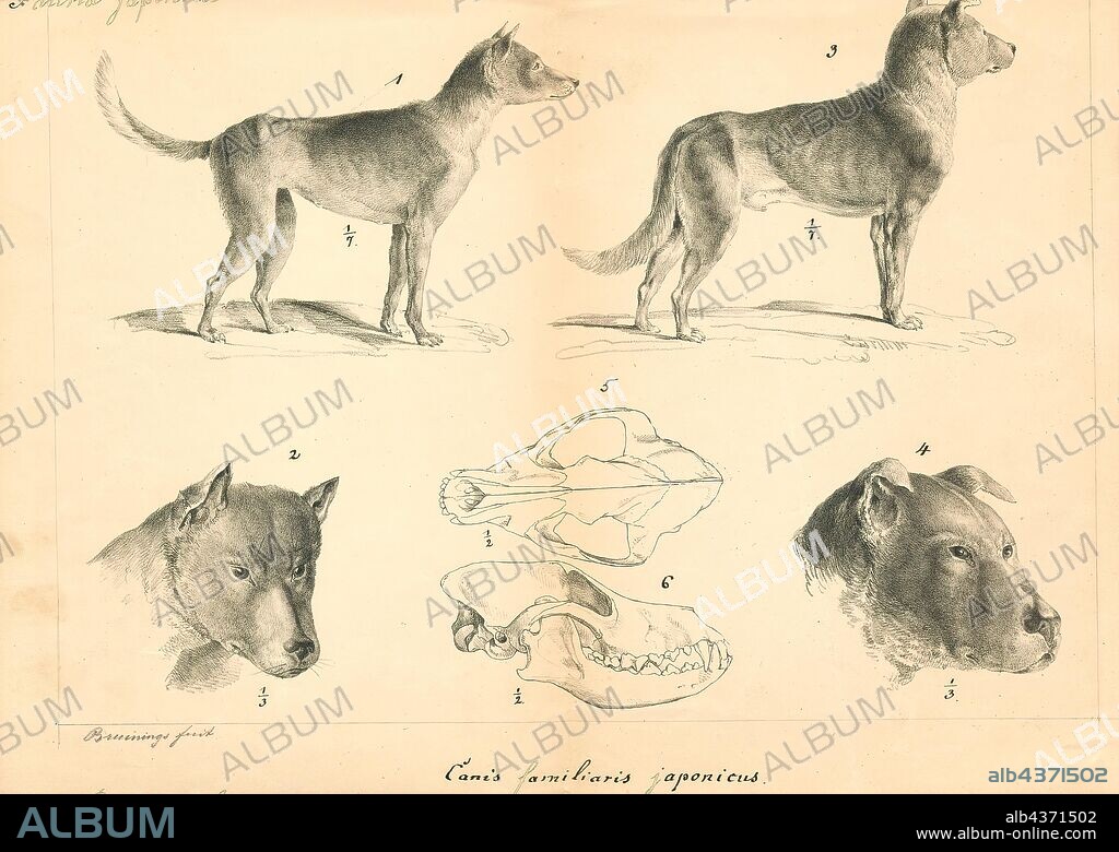 Canis lupus familiaris, Print, The domestic dog (Canis lupus familiaris when considered a subspecies of the wolf or Canis familiaris when considered a distinct species) is a member of the genus Canis (canines), which forms part of the wolf-like canids, and is the most widely abundant terrestrial carnivore. The dog and the extant gray wolf are sister taxa as modern wolves are not closely related to the wolves that were first domesticated, which implies that the direct ancestor of the dog is extinct. The dog was the first species to be domesticated and has been selectively bred over millennia for various behaviors, sensory capabilities, and physical attributes., with skull.