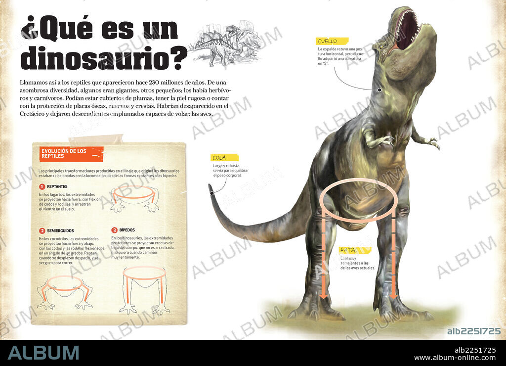 ¿Qué es un dinosaurio?. Infografía sobre las características generales de los dinosaurios y la evolución de los reptiles.
