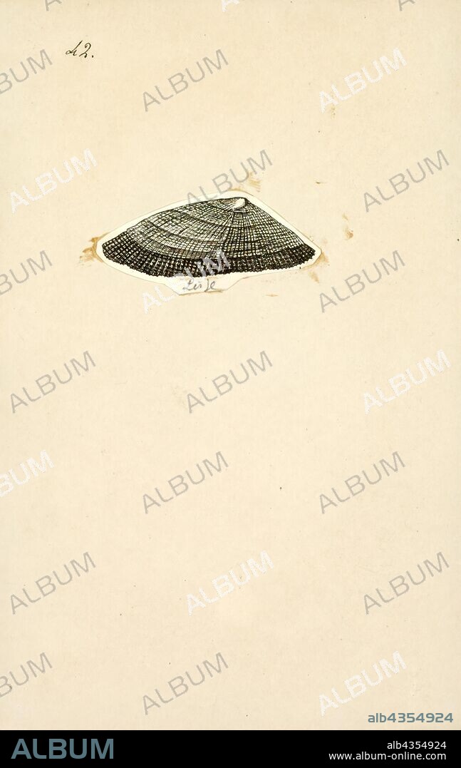 Patella pellucida, Print, Patella pellucida, common name the blue-rayed limpet, is a species of small saltwater limpet, a marine gastropod mollusc in the family Patellidae, the true limpets.