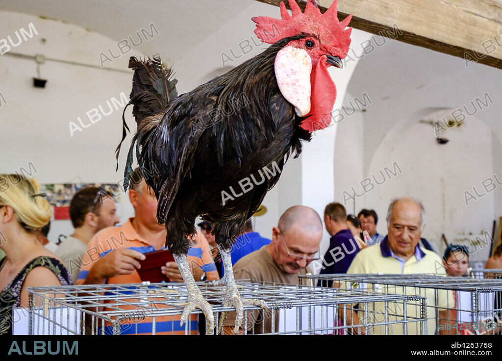 rooster, Live animals for sale at the regional market, Sineu, Mallorca, Balearic Islands, Spain, Europe.