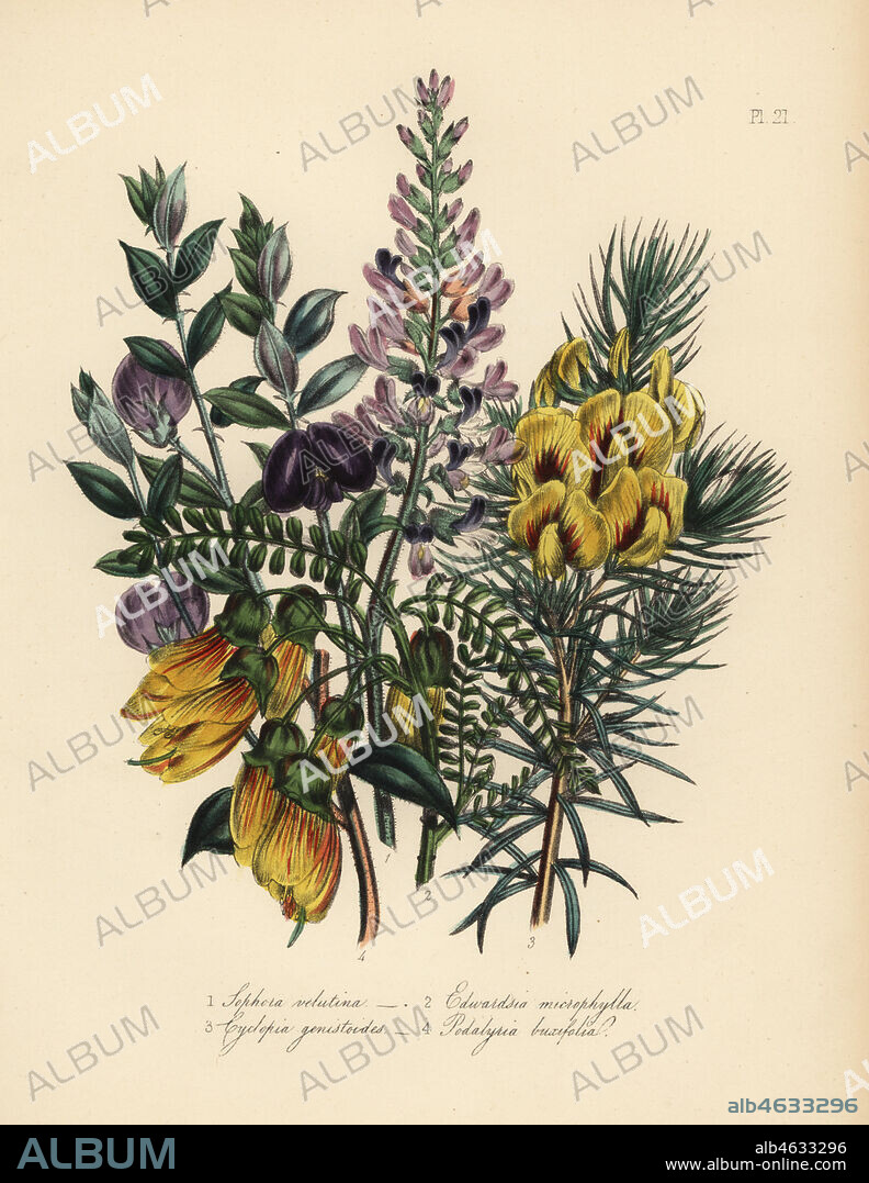 Velvet-leaved sophora, Sophora velutina, small-leaved edwardsia, Edwardsia microphylla, broom-like cyclopia, Cyclopia genistoides, and box-leaved podalyria, Podalyria buxifolia. Handfinished chromolithograph by Noel Humphreys after an illustration by Jane Loudon from Mrs. Jane Loudon's Ladies Flower Garden or Ornamental Greenhouse Plants, William S. Orr, London, 1849.