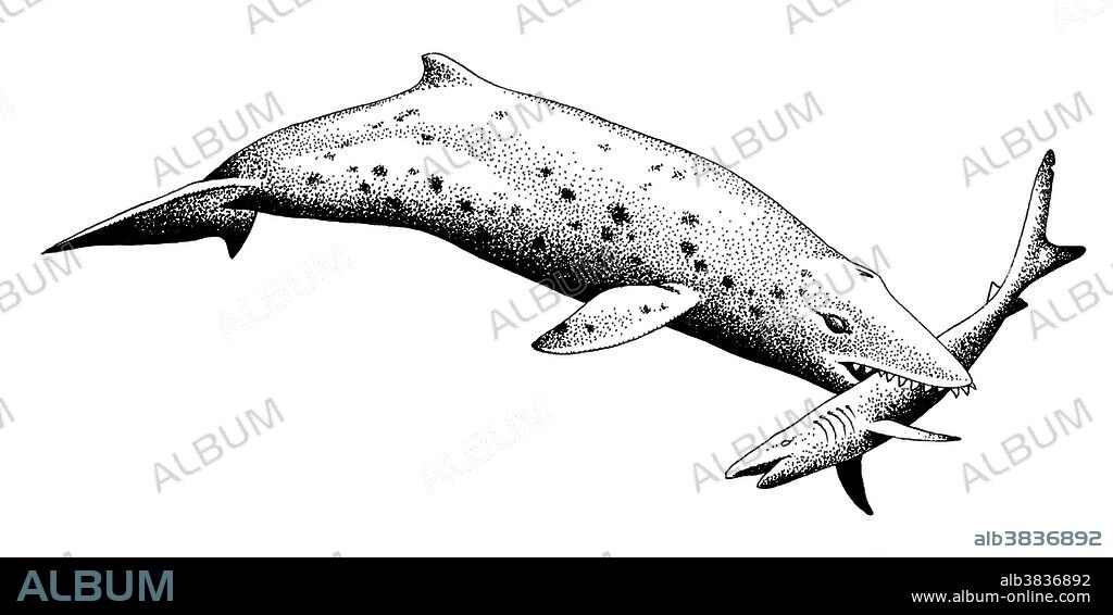 Illustration of the recently described 25 million year old toothed whale, Janjucetus hunderi, which is posited as belonging to the suborder of cetaceans known as the mysticeti, or baleen whales, despite its teeth and absence of baleen. A fossil skull of the roughly 12-foot-long whale was found in Australia, and it shares many anatomical details with the baleen whales, which include the modern blue, humpback, gray and right whales. It is not believed to be an ancestor of the modern baleen whales, however; they all share a common ancestor.