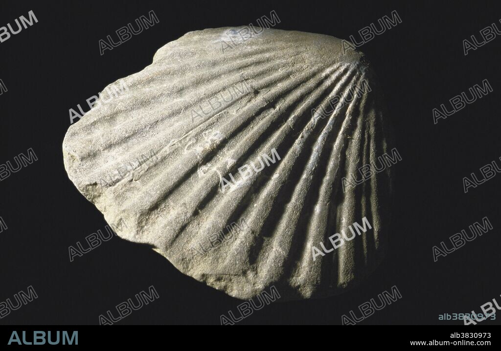 Fossil scallop (Pecten sp.) in rock from the Oregon Coast.  Oregon's beaches are famous for their Miocene Period fossils.