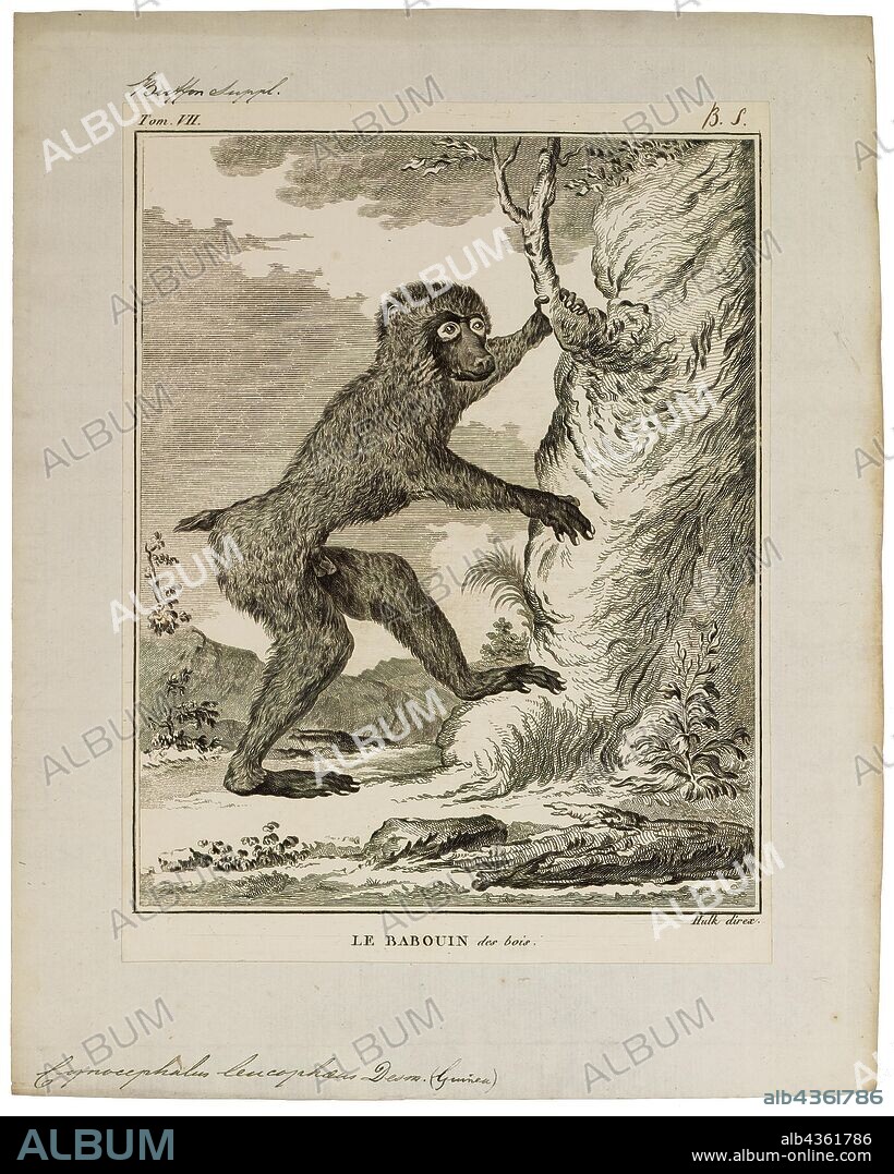 Cynocephalus leucophaeus, Print, The Philippine flying lemur or Philippine colugo (Cynocephalus volans), known locally as kagwang, is one of two species of colugo or "flying lemurs". It is monotypic of its genus. Although called a flying lemur, it cannot fly and is not a lemur. Instead, it glides as it leaps among trees., 1700-1880.