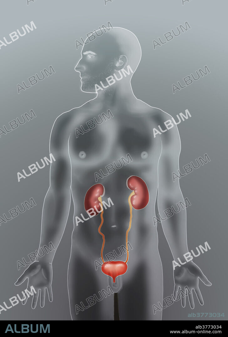 Illustration of a man's body showing the kidneys, bladder and ureters in the urinary system.