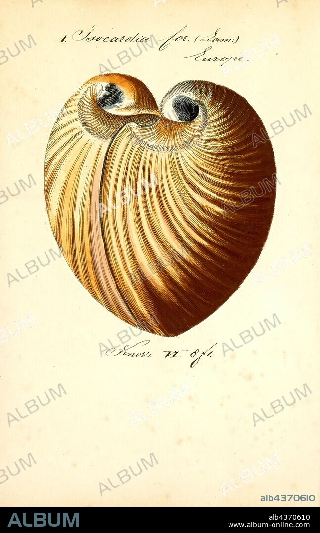 Isocardia cor, Print, Glossus (bivalve), Glossus is a genus of mostly extinct marine bivalve molluscs in the family Glossidae. Only the oxheart clam, G. humanus, is still extant, living in flat, muddy regions deep off the North Atlantic coastline of Europe.