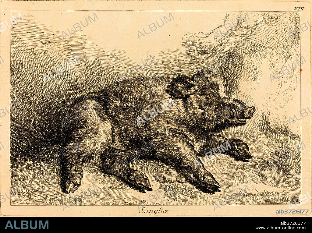 JACQUES-PHILIPPE LE BAS AND JEAN ERIC REHN AFTER JEAN-BAPTISTE OUDRY. Sanglier (Wild Boar Lying Down, Head to the Right). Medium: etching finished with burin.