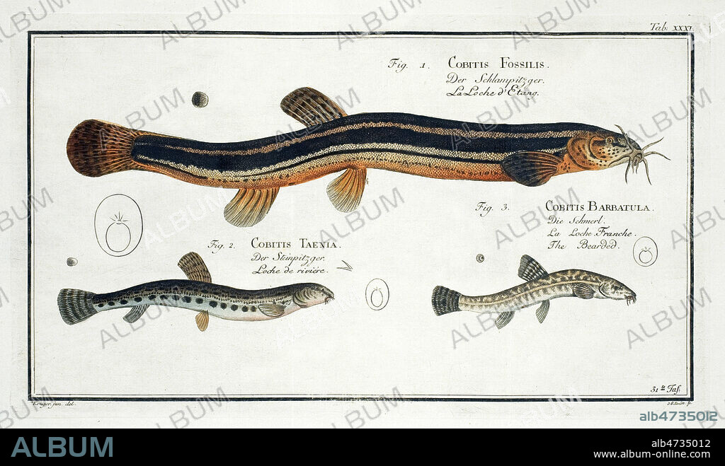 La Loche d'etang (Cobitis fossilis), Loche de riviere (Cobitis taenia), Loche franche (Cobitis barbatula). Planche de science naturelle tiree de Allgemeine Naturgeschichte des Fische (Histoire naturelle des poissons). par Marcus Elieser BLOCH (1723-1799). Credit : Coll. MIGNY / KHARBINE-TAPABOR.