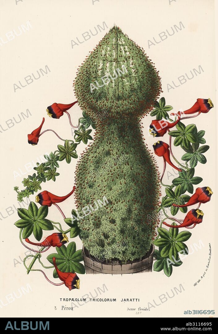 Three-coloured Indian cress, Tropaeolum tricolor (jaratti). Handcoloured lithograph from Louis van Houtte and Charles Lemaire's Flowers of the Gardens and Hothouses of Europe, Flore des Serres et des Jardins de l'Europe, Ghent, Belgium, 1870.