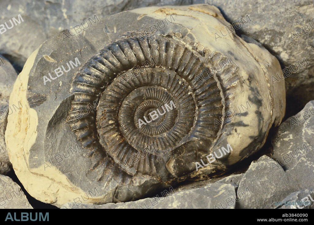 Ammonite