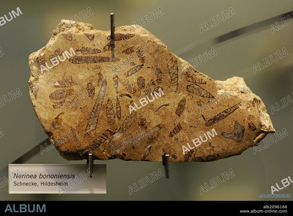 NERINEA BONONIENSIS. Schnecke, Hildesheim. Extinct sea snail fossil genus. Jurassic and Cretaceous Period. Museum fur Naturkunde (Museum of Natural History). Berlin Germany. Europe.