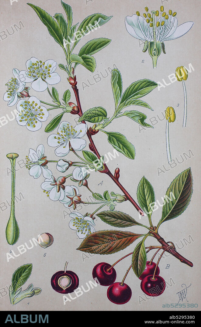 Digital improved high quality reproduction: Prunus cerasus, sour cherry, tart cherry, dwarf cherry, species of Prunus in the subgenus Cerasus, cherries  /  Sauerkirsche, Weichselkirsche, Weichsel, Pflanzenart aus der Familie der Rosengewächse, Obstbaum.