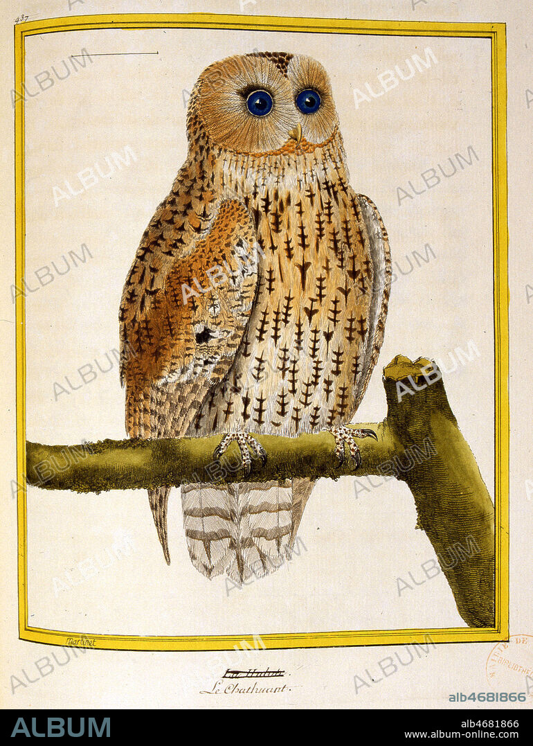 Le chat-huant. Illustration tiree de l'ouvrage de BUFFON (1707-1788) 'Histoire naturelle des oiseaux', edition de 1770. (18e, 18eme, XVIIIeme s.) Planche zoologique. Credit : JEAN VIGNE / KHARBINE-TAPABOR.