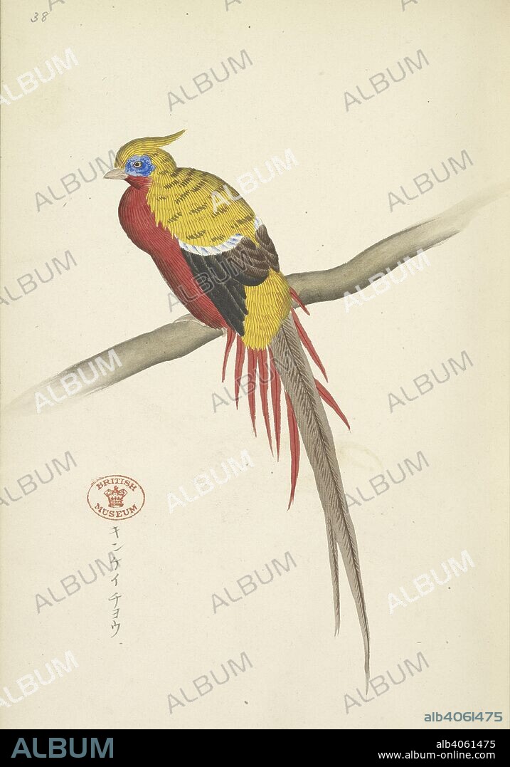 ANON. Golden pheasant. Chorui Hiaku Shiu. Japansese coloured drawings. Japan, 1899. Source: Or.5450 f.38. Language: Japanese.